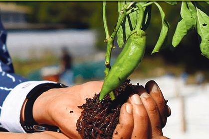 hangi solucan-gubresi
