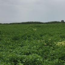 EkosolFarm Kullanılan Solucan Gubresi_YONCA-5